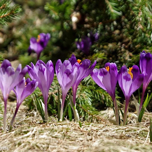 картинка черкассы 